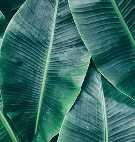 Fototapeta AS Creation Designwalls Banana Leaves 1 DD118560