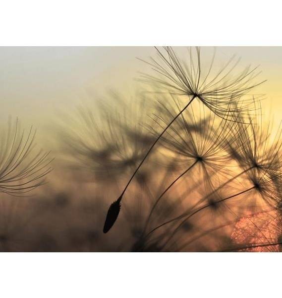 Fototapeta AS Creation Designwalls Flying Dandelion 1 DD118592