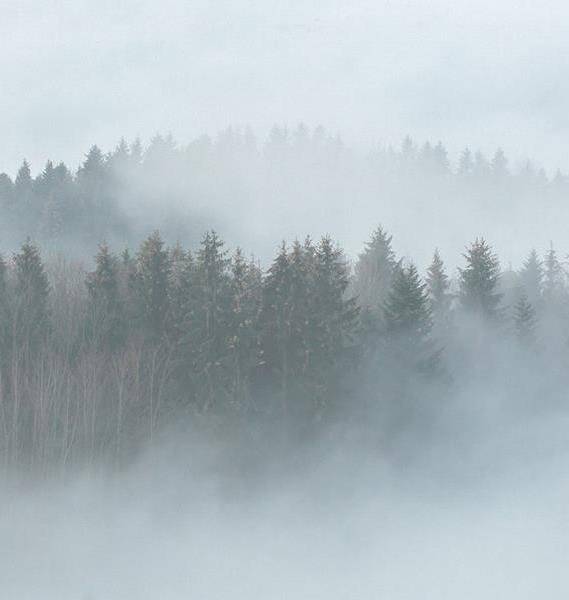 Fototapeta AS Creation Designwalls Foggy Fir Trees 2 DD118604