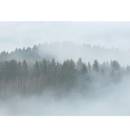 Fototapeta AS Creation Designwalls Foggy Fir Trees 2 DD118604