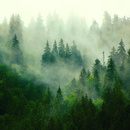 Wall mural Consalnet Natural landscape Forest in the fog VII 14210