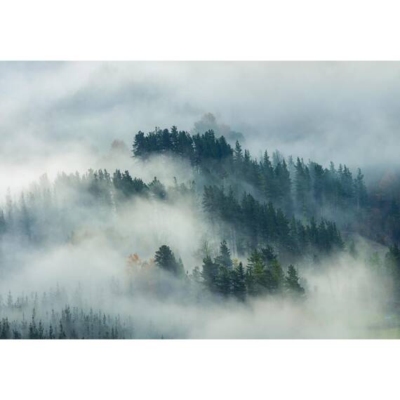 Fototapete Consalnet Naturlandschaft Wald im Nebel 14552