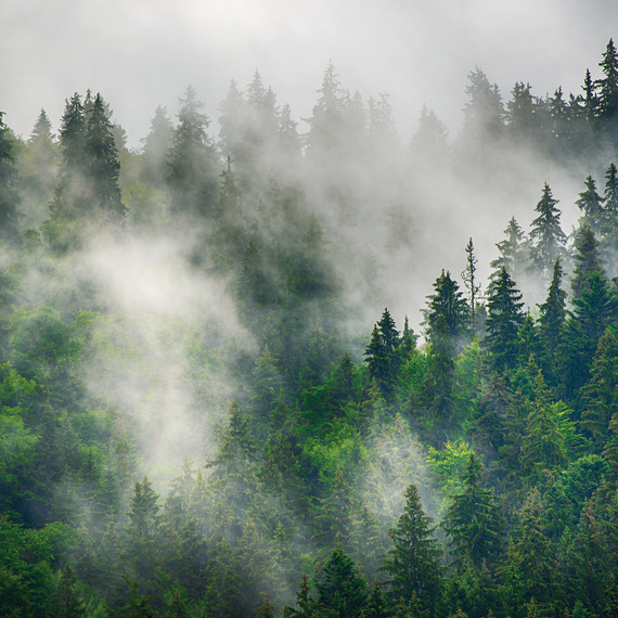 Fototapete Consalnet Naturlandschaft Wald im Nebel 14566