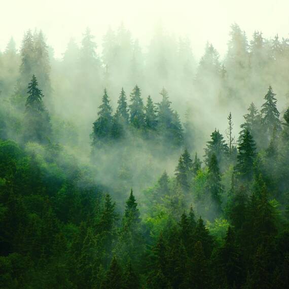 Fototapete Consalnet Naturlandschaft Wald im Nebel VII 14210