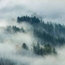 Fototapete Consalnet Naturlandschaft Wald im Nebel 14552