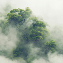 Fototapete Consalnet Naturlandschaft Wald im Nebel V 14519