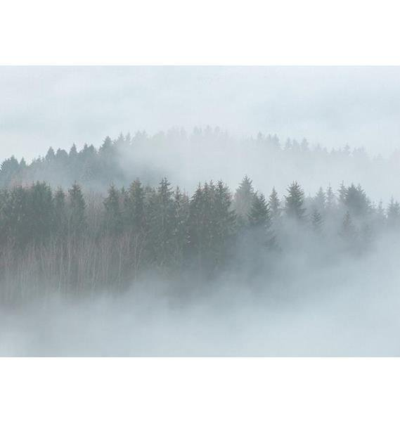 Fototapeta AS Creation Designwalls Foggy Fir Trees 2 DD118604