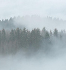 Fototapeta AS Creation Designwalls Foggy Fir Trees 2 DD118604