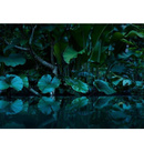 Fototapeta AS Creation Designwalls Tropical DD113196